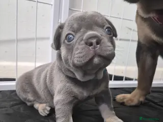 French Bulldog dogs Lilac and tan male frenchie for sale - Advert 9