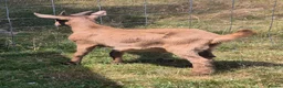 Goats livestock for sale: Golden guernsey male  - Advert 4