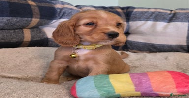 Cocker Spaniel dogs - Advert 8