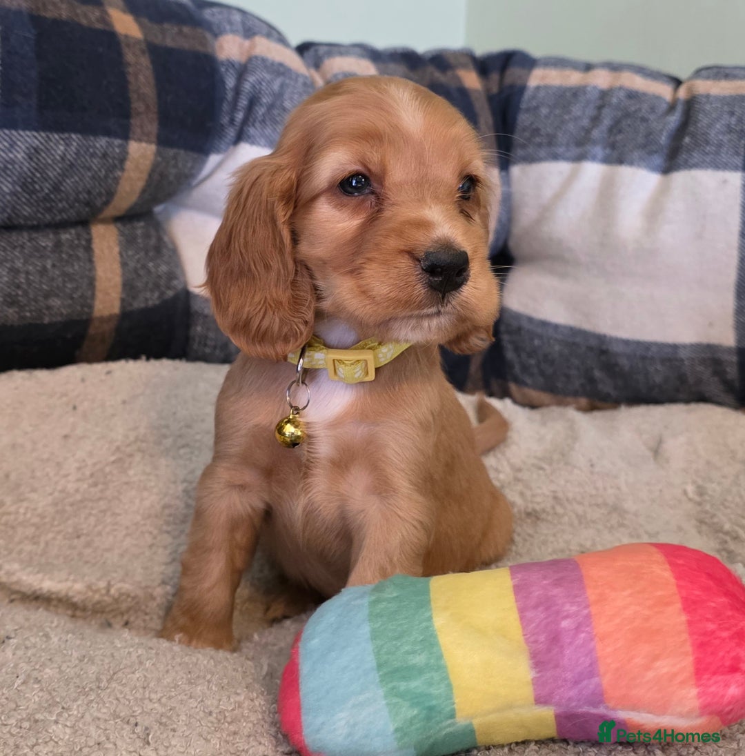 Cocker Spaniel dogs for sale: * KC Registered show type cockers * - Image 7