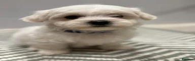 Maltese Puppy 2