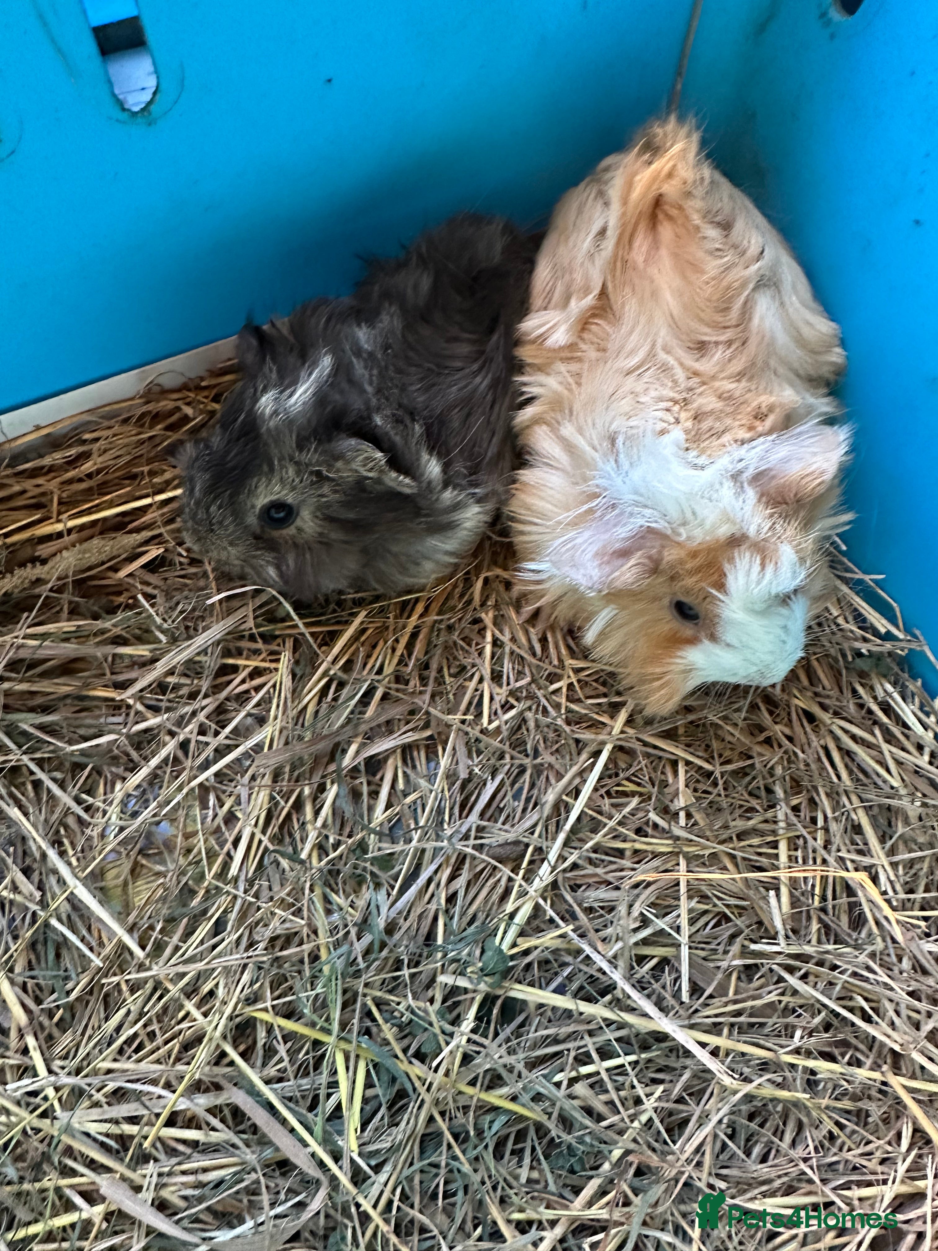 Guinea Pig rodents 2 Lovely funky haired male guinea pigs. - Advert 8