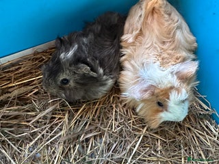 Guinea Pig rodents 2 Lovely funky haired male guinea pigs. - Advert 8