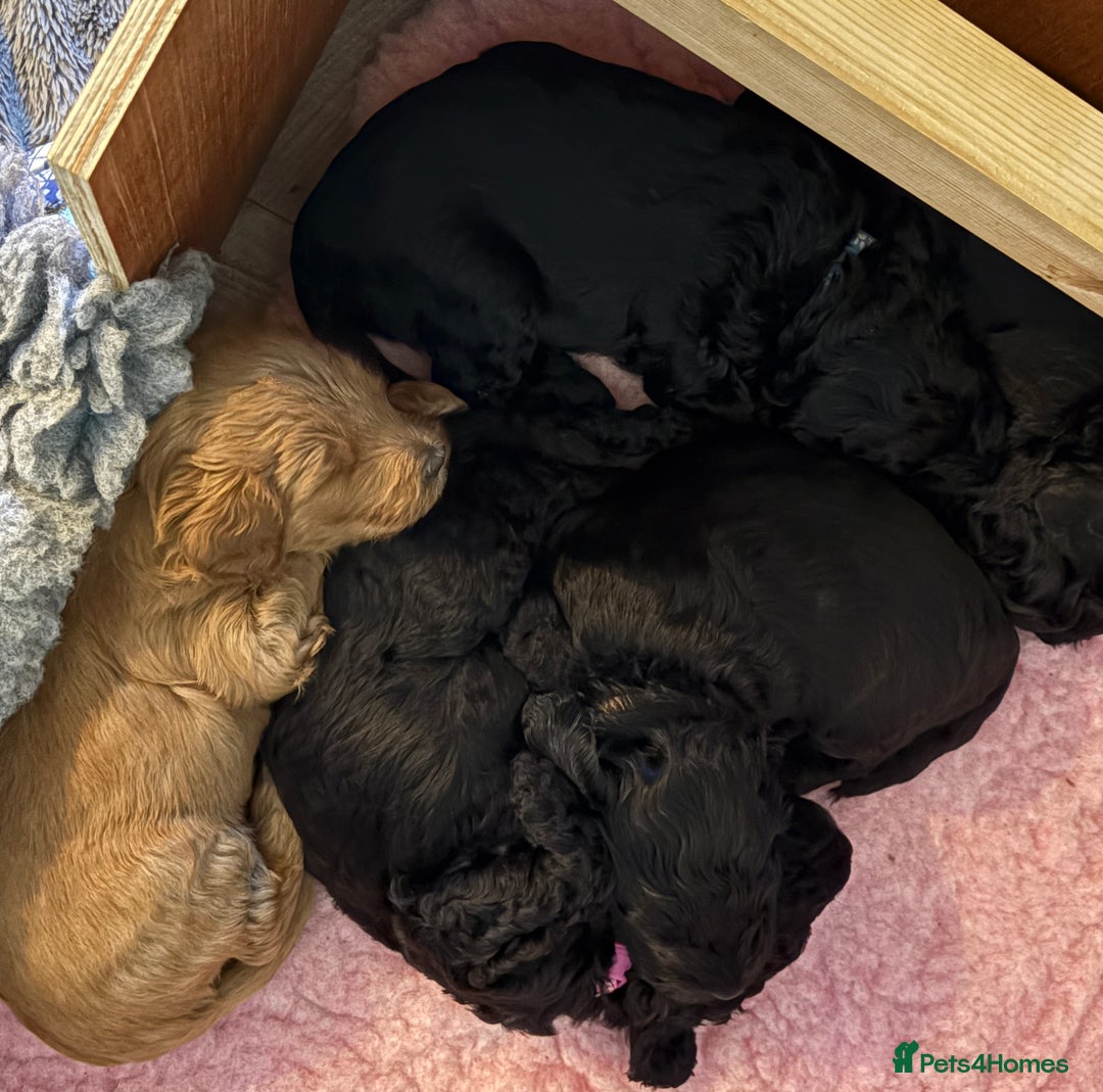 Australian Labradoodle dogs for sale: Reduced-Multigen Aussie Labradoodles curly/nonshed - Image 17