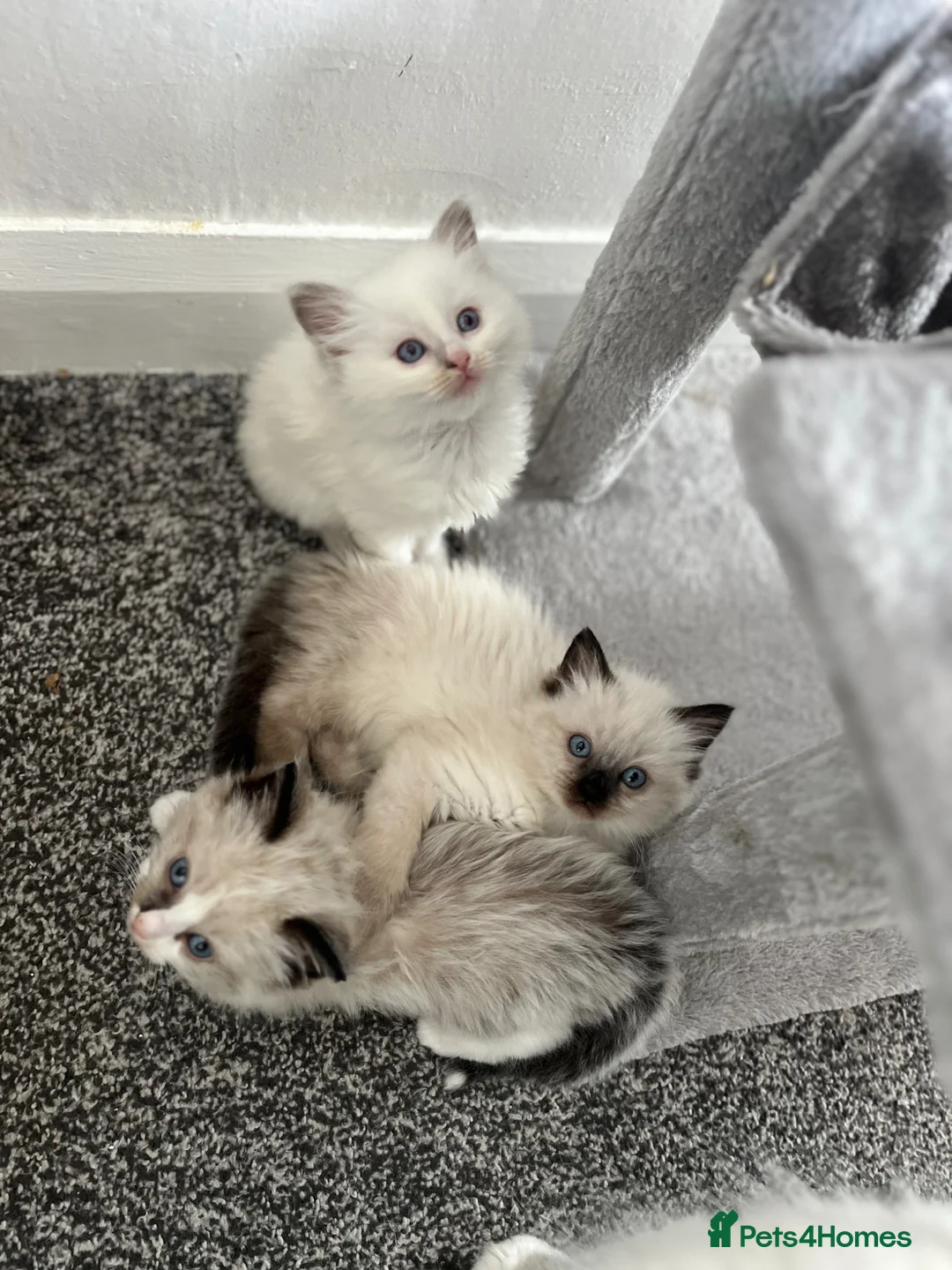 Ragdoll cats for sale: ⭐️Beautiful Ragdoll kittens for sale 🐾 in Preston - Advert 2