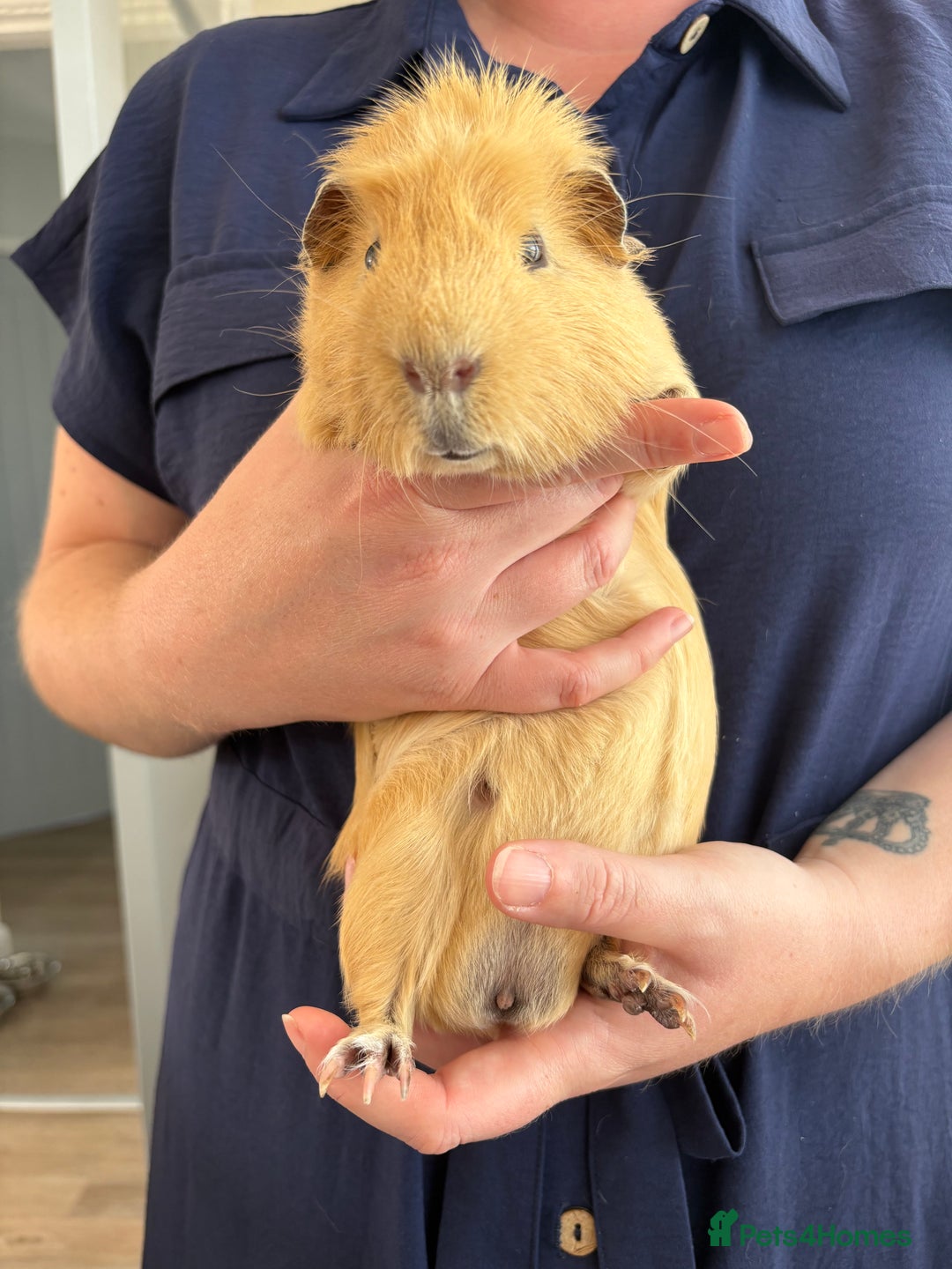 Guinea Pig rodents for sale: Male Guinea Pig - Image 5