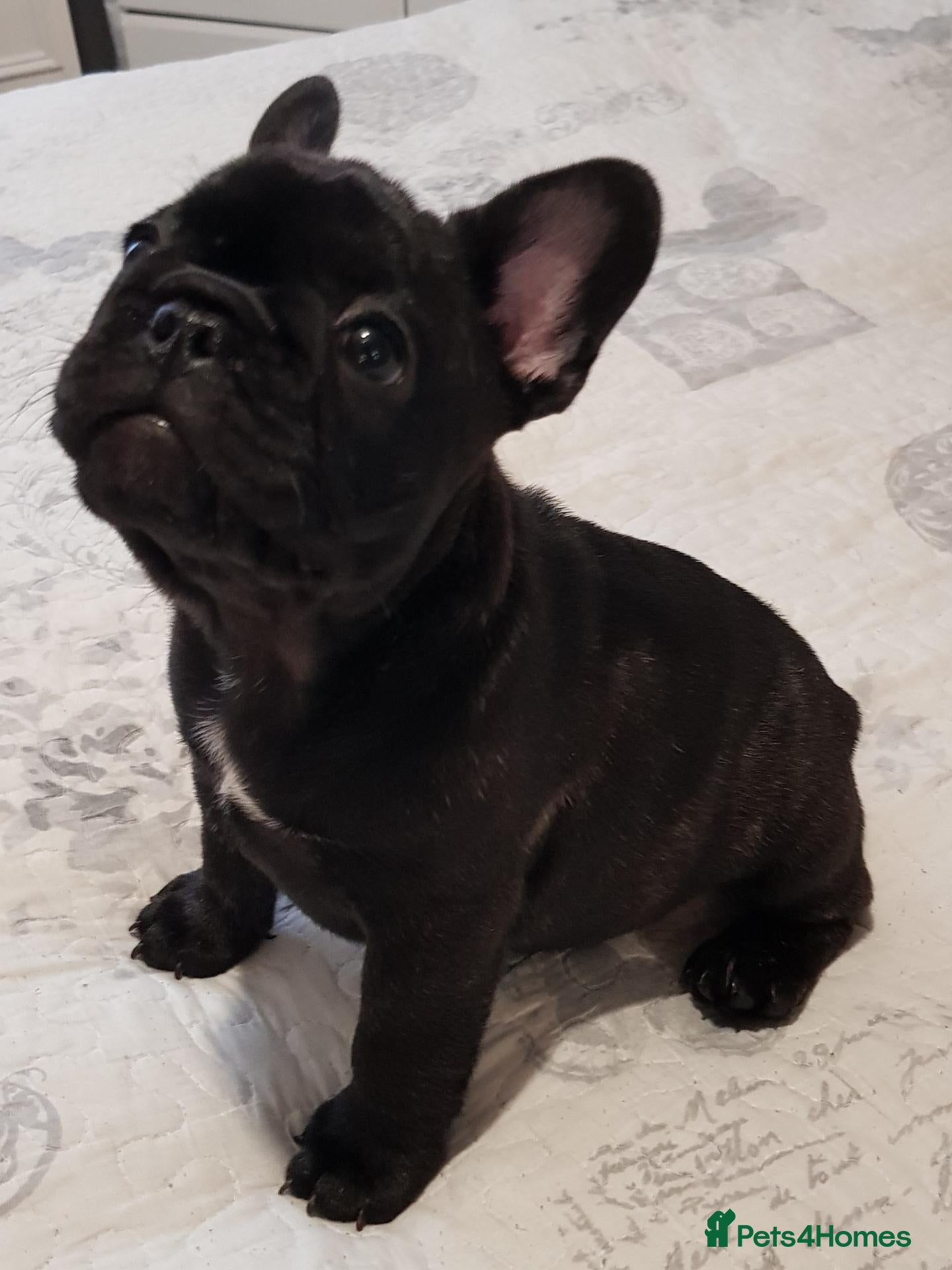 French Bulldog dogs KC QUALITY PUPPIES - Advert 18