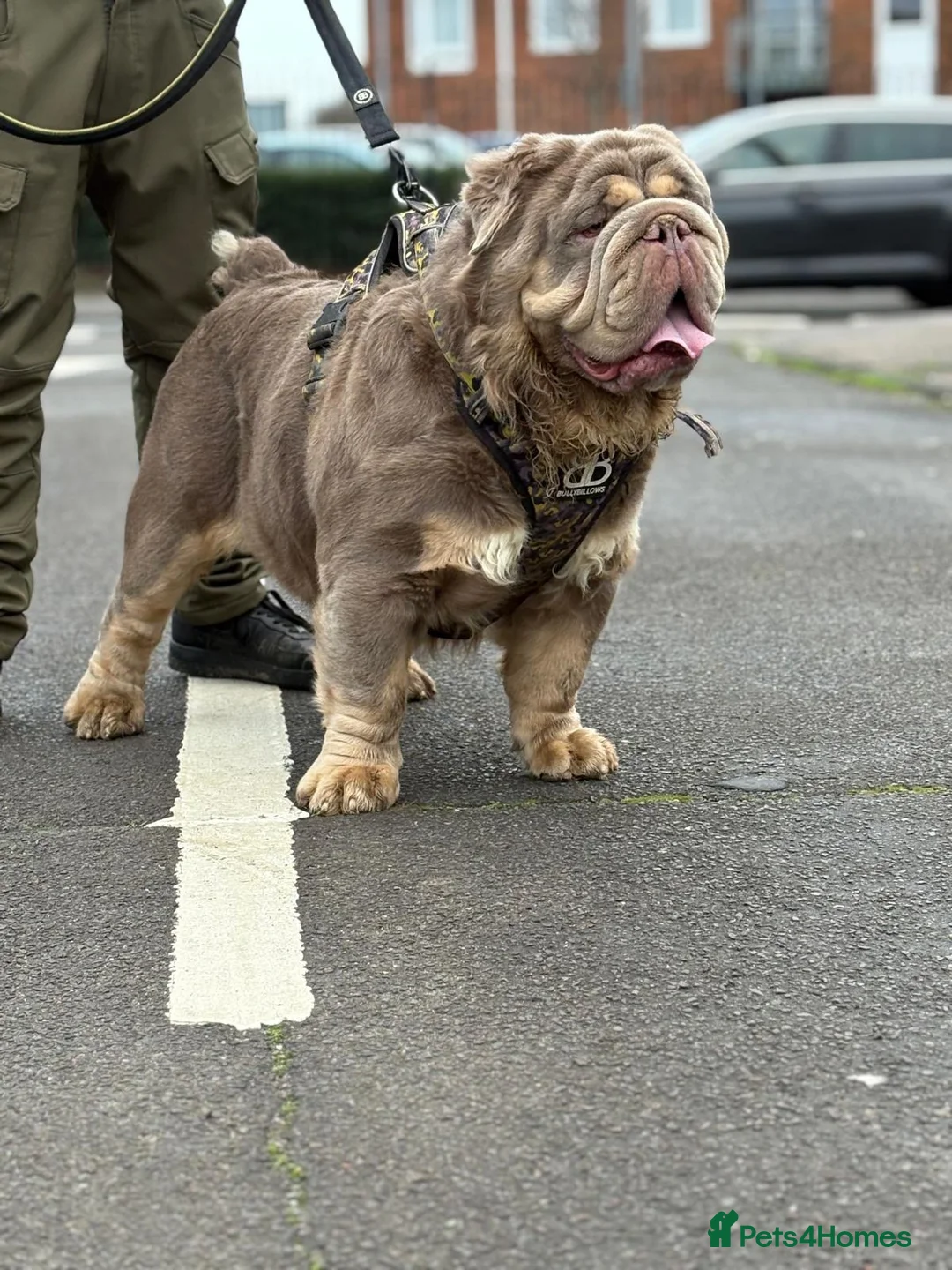 Olde English Bulldogge dogs for stud: old english Bulldoge fluffy  - Advert 2