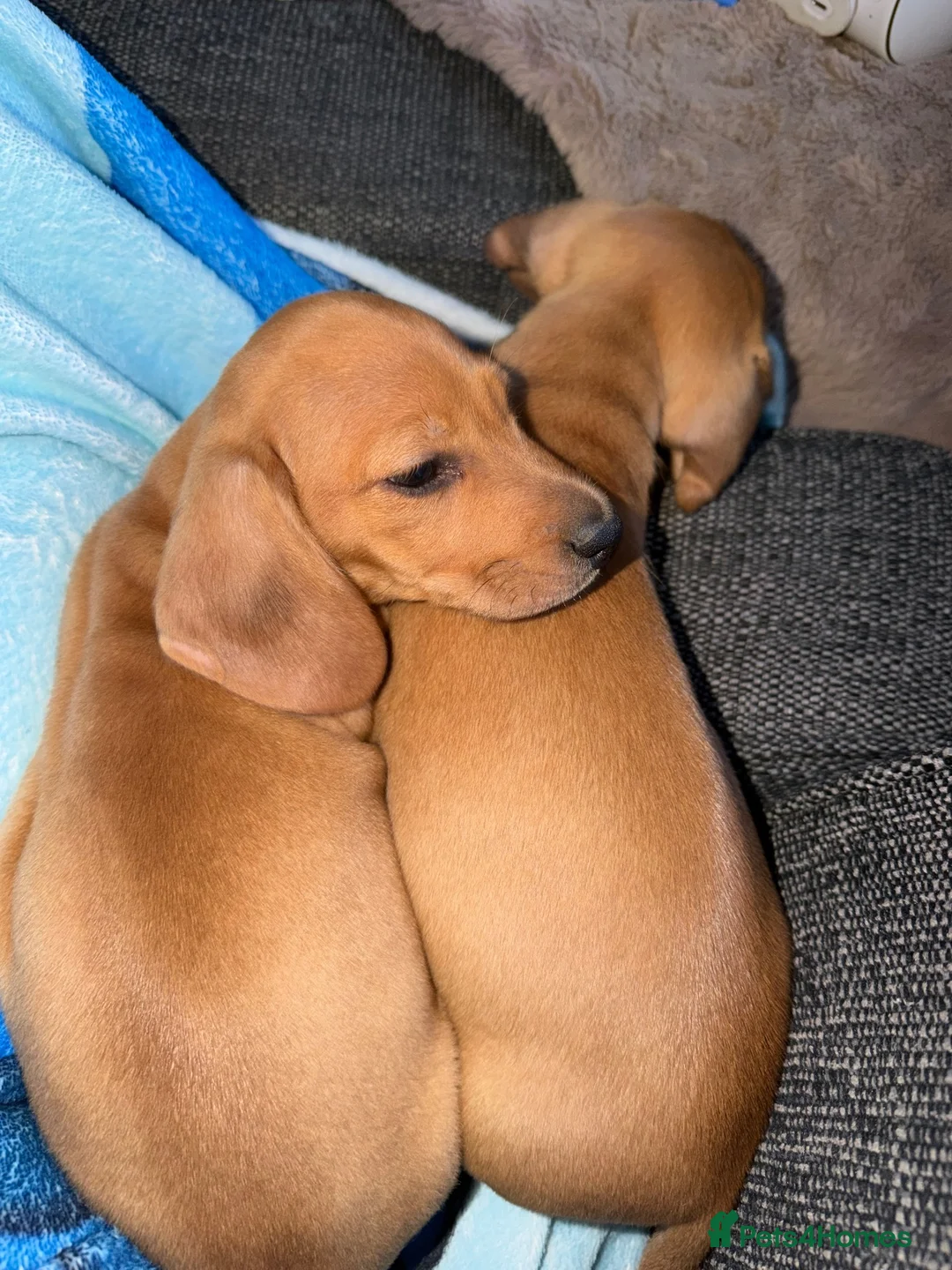 Miniature Dachshund dogs for sale: Beautiful Miniature Dachshund Puppies  - Advert 15