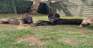 German Shepherd dogs in Scunthorpe - Advert 1