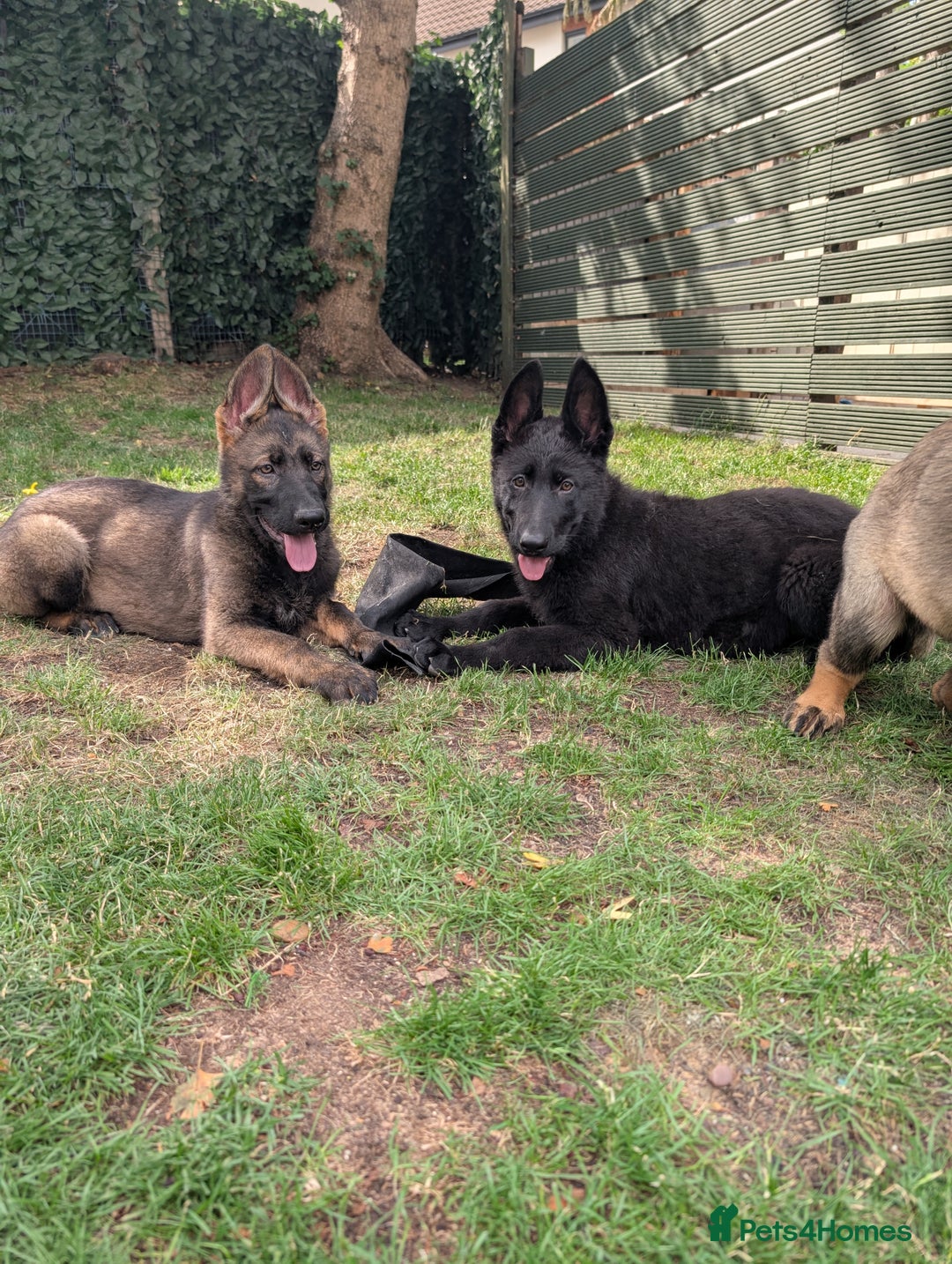 German Shepherd dogs for sale: German Shepherd puppies  in Scunthorpe - Image 2