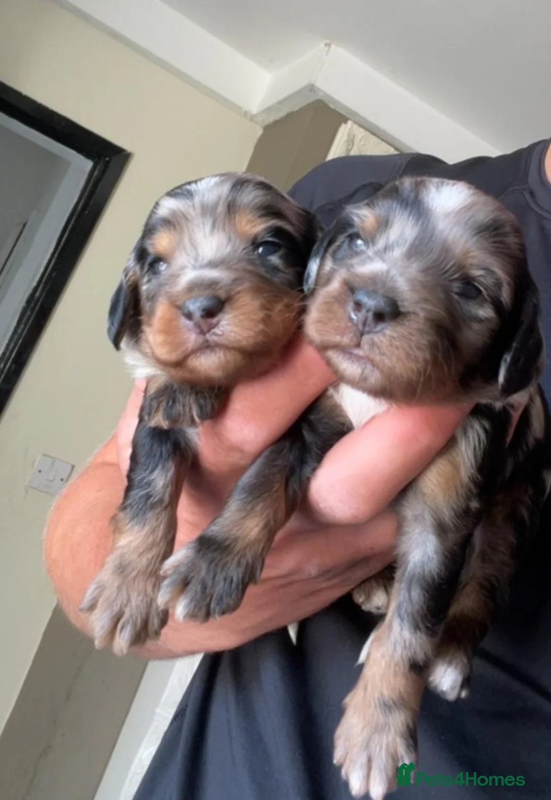 Miniature Poodle dogs for stud: 💥FOR STUD💥 CHOC MERLE PHANTOM MIN POODLE in Doncaster - Advert 14