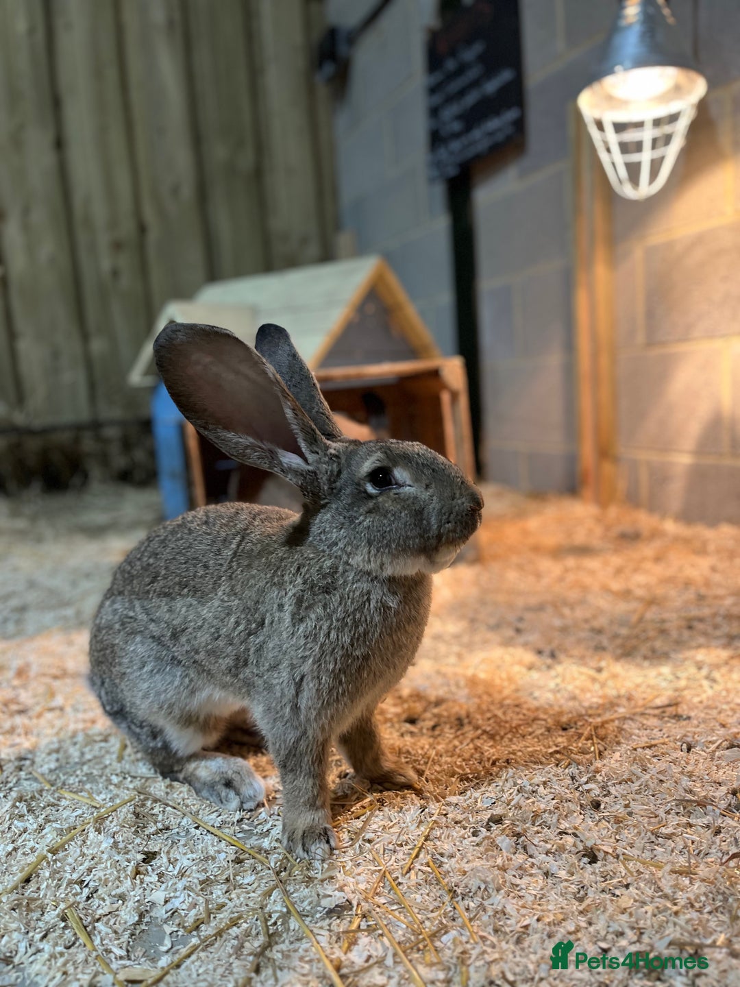 Continental Giant rabbits for sale: 3x 8 month continental giants - fully vaccinated - Advert 2