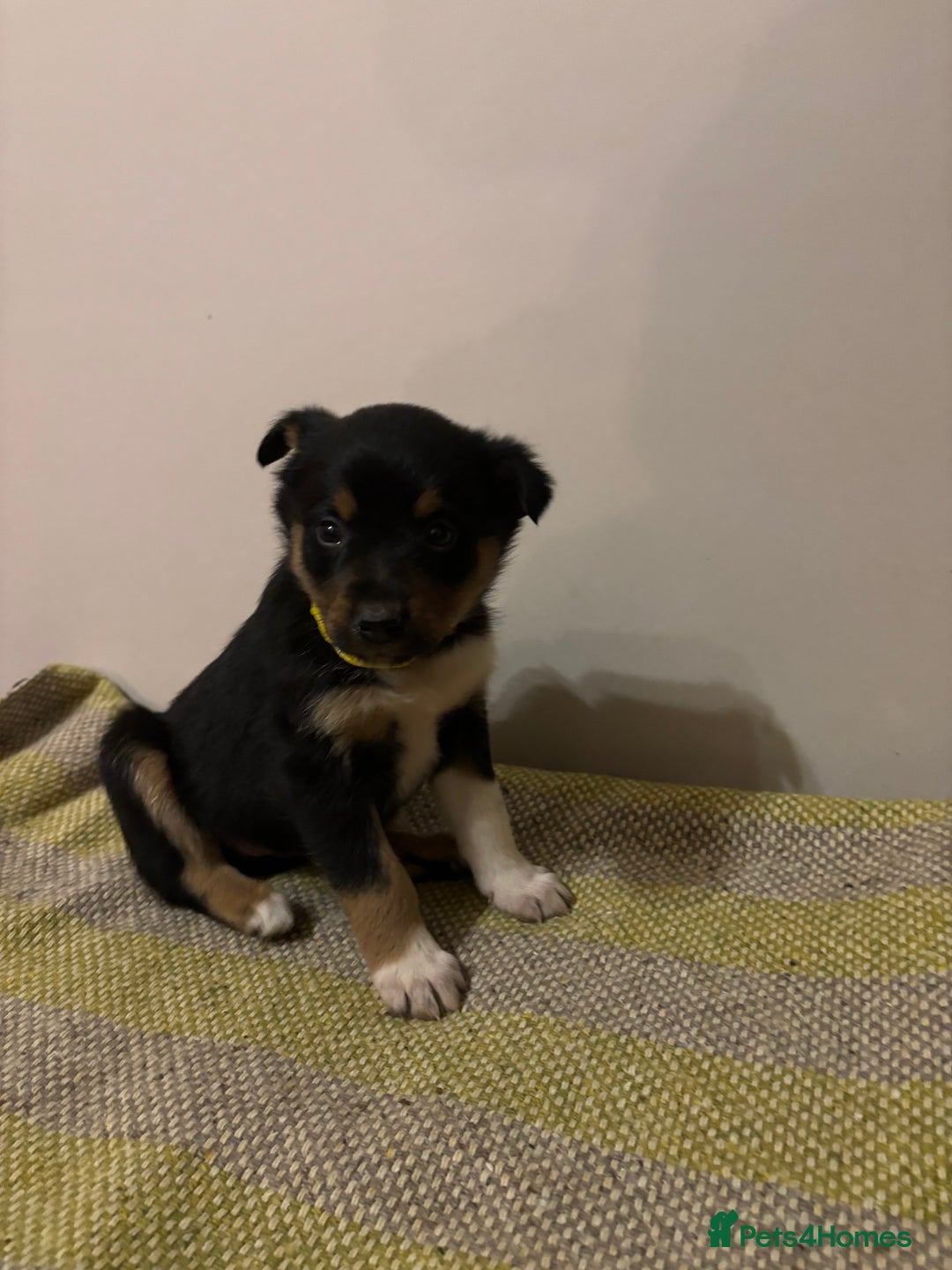 Border Collie dogs for sale: Puppies for sale  - Advert 6