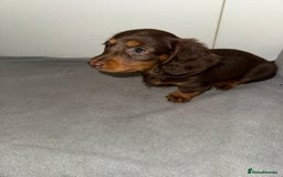 Dachshund dogs for sale: Mini long and smooth hair dachshund puppies  - Image 22