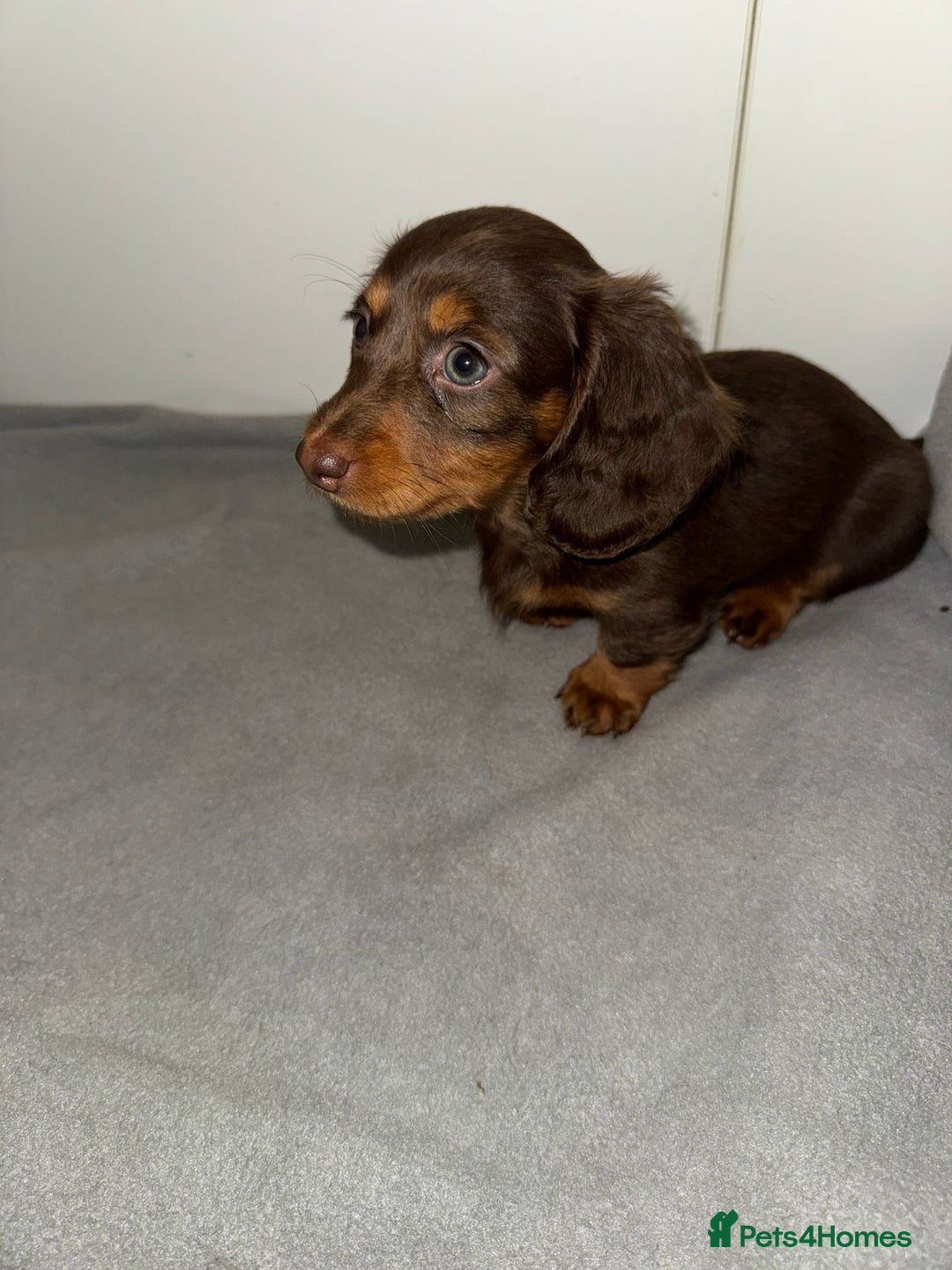 Dachshund dogs for sale: Mini long and smooth hair dachshund puppies  - Image 22