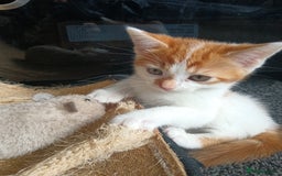 Mixed Breed cats for sale: 3 Gorgeous Kittens - Image 8
