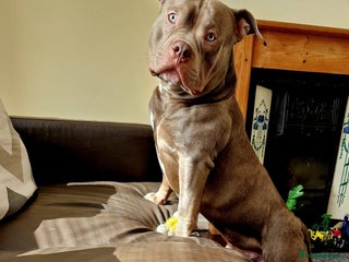 American Bulldog dogs Loki - Advert 1