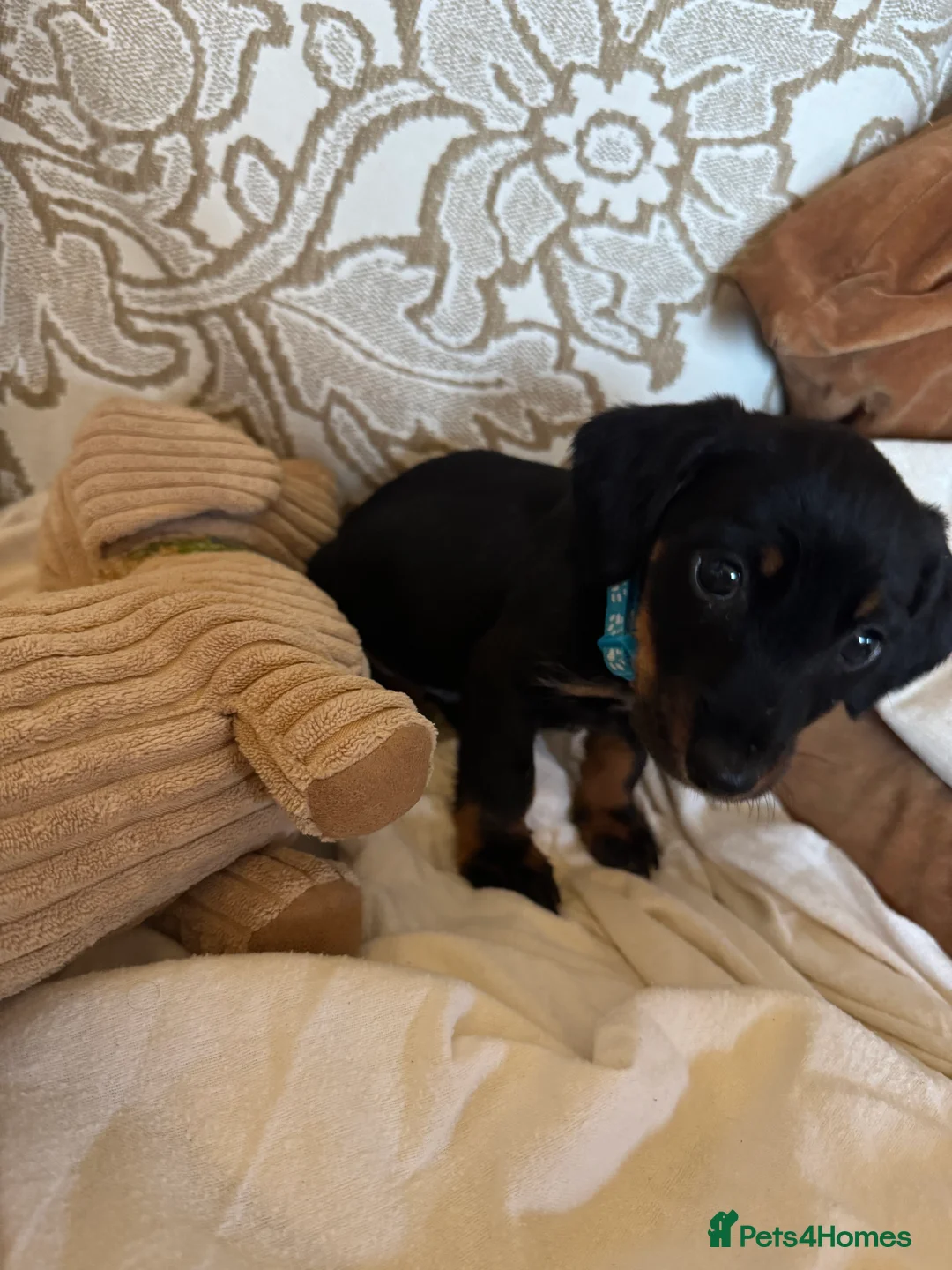 Miniature Dachshund dogs for sale: Miniature dachshunds - Advert 9