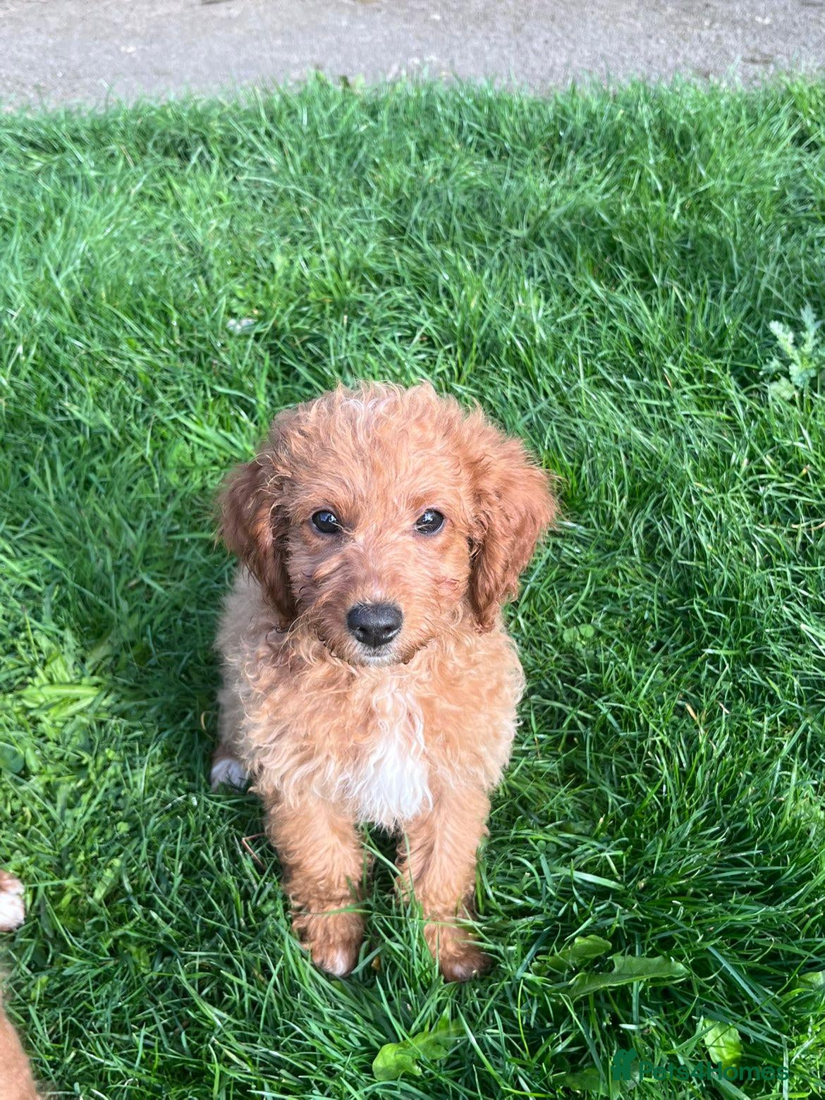 Cockapoo dogs 12 week old F2 Cockerpoo  - Advert 5