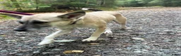 Mixed Breed dogs for adoption: Verity - Poringland Norfolk  in Norwich - Advert 11
