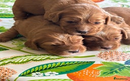 Cocker Spaniel dogs for sale: Cocker spaniel puppies for sale - Image 6