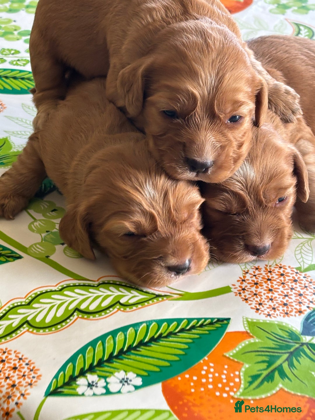 Cocker Spaniel dogs for sale: Cocker spaniel puppies for sale - Image 6