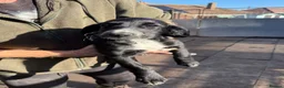 Mixed Breed dogs for sale: 3 quarter Spaniel 1 quarter lurcher pups  in Berwick-upon-Tweed - Advert 7
