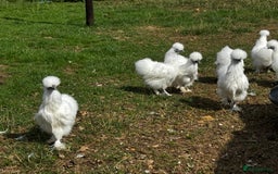 Chickens poultry for sale: Silkie Bantams  - Image 5