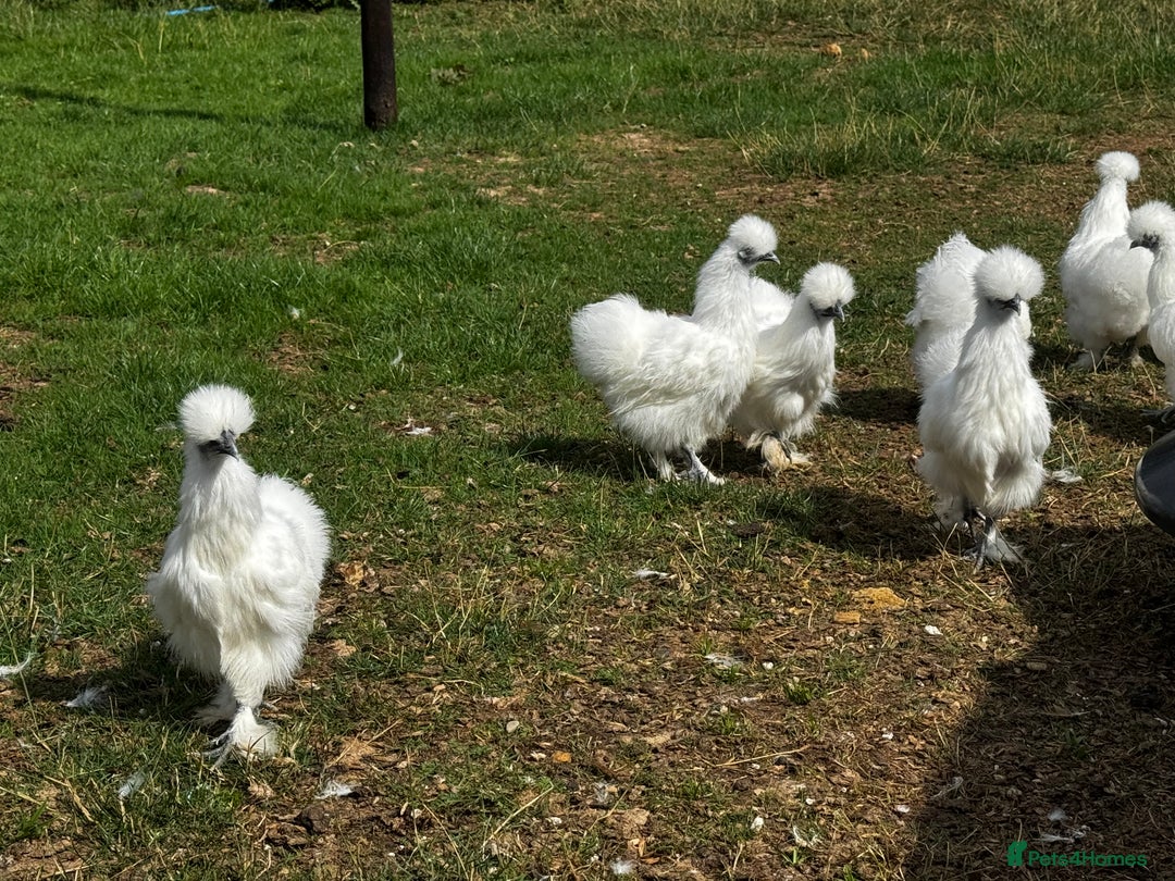Chickens poultry for sale: Silkie Bantams  - Image 5