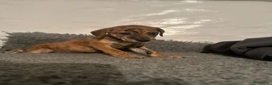 Lurcher Puppy 6