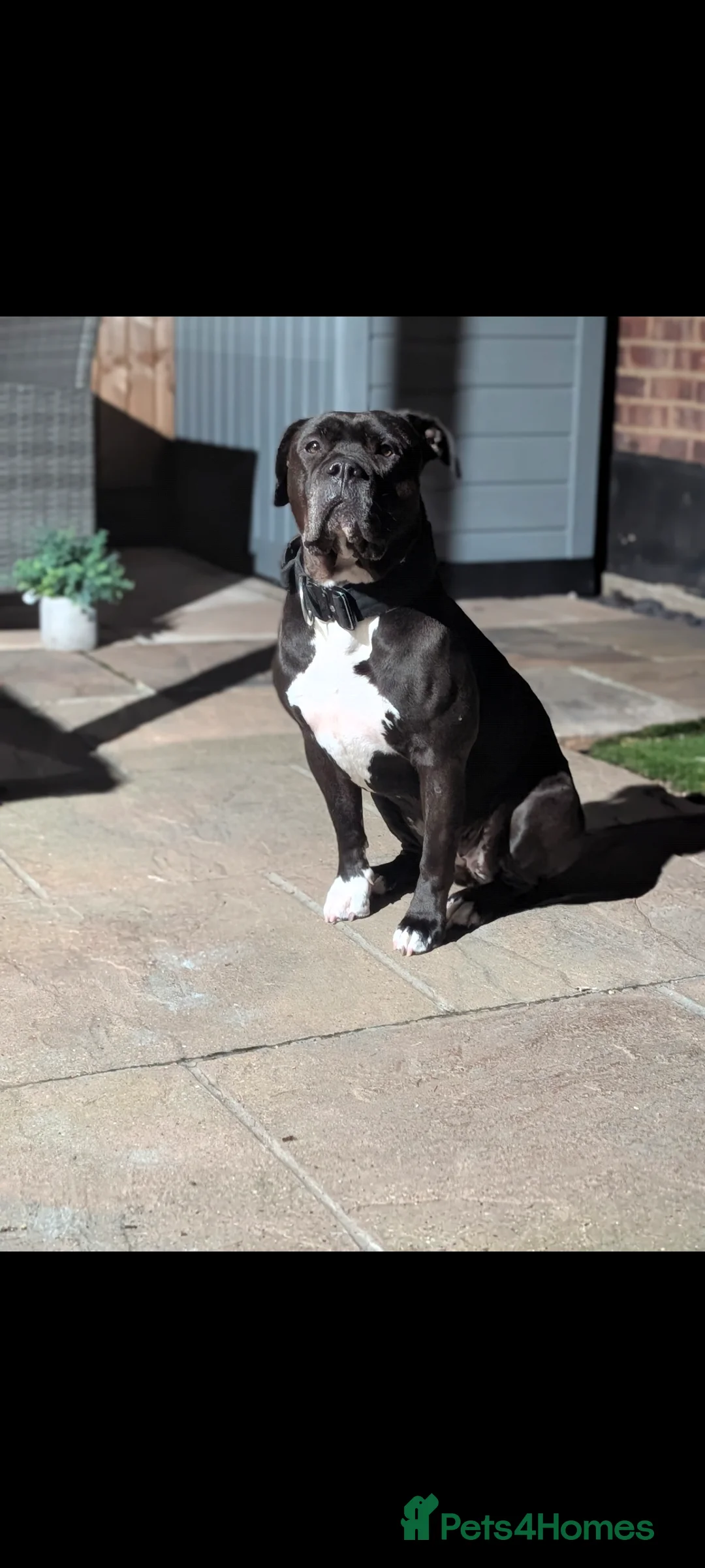 Mixed Breed dogs for sale: 4yr old female mixed breed dog for sale. - Advert 3