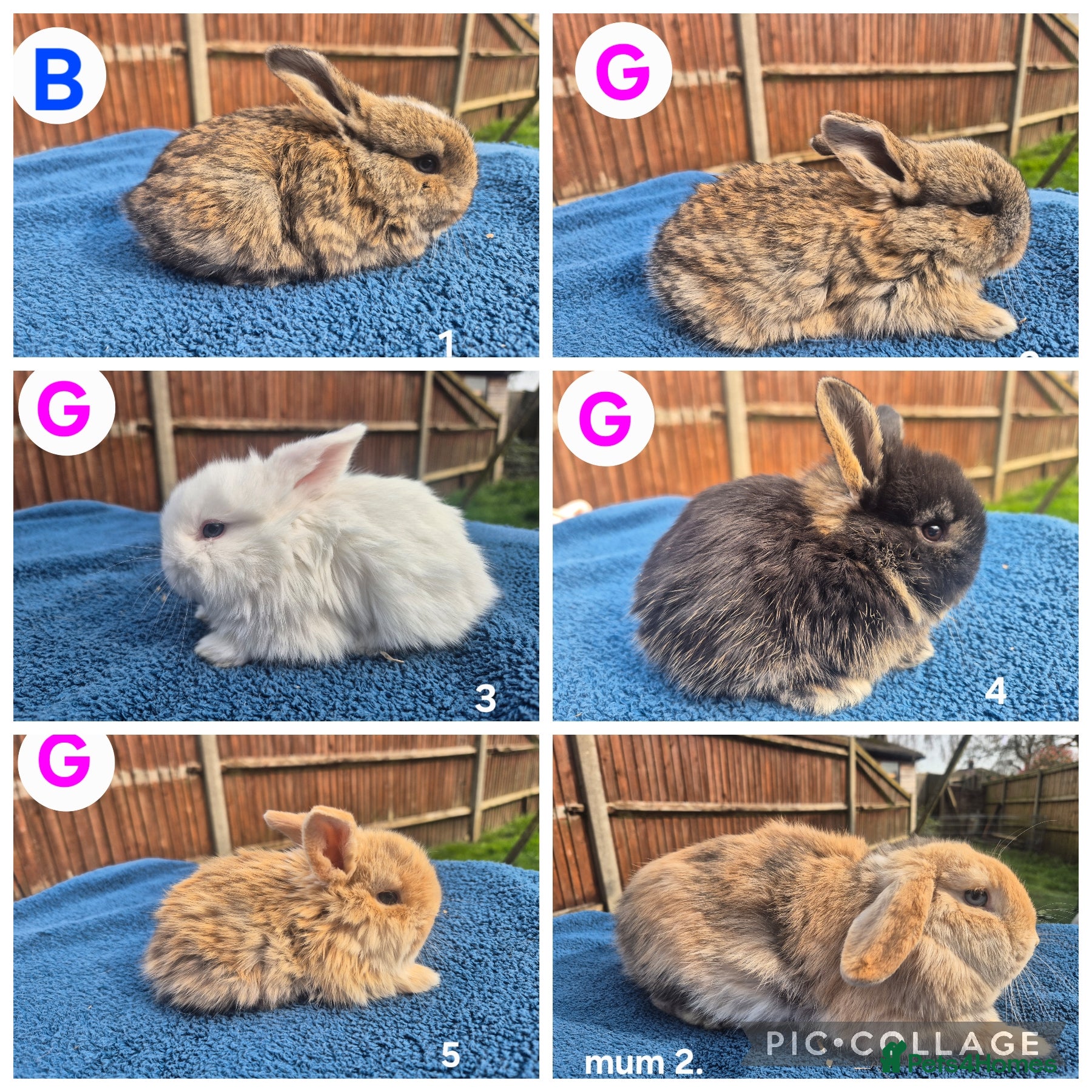 Mini Lop rabbits 3 x litters of gorgeous mini lop babies - Advert 1