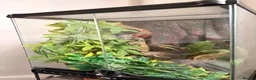 Gecko reptiles for sale: Crested Gecko and Full Exo Terra set up in Rochford - Advert 2
