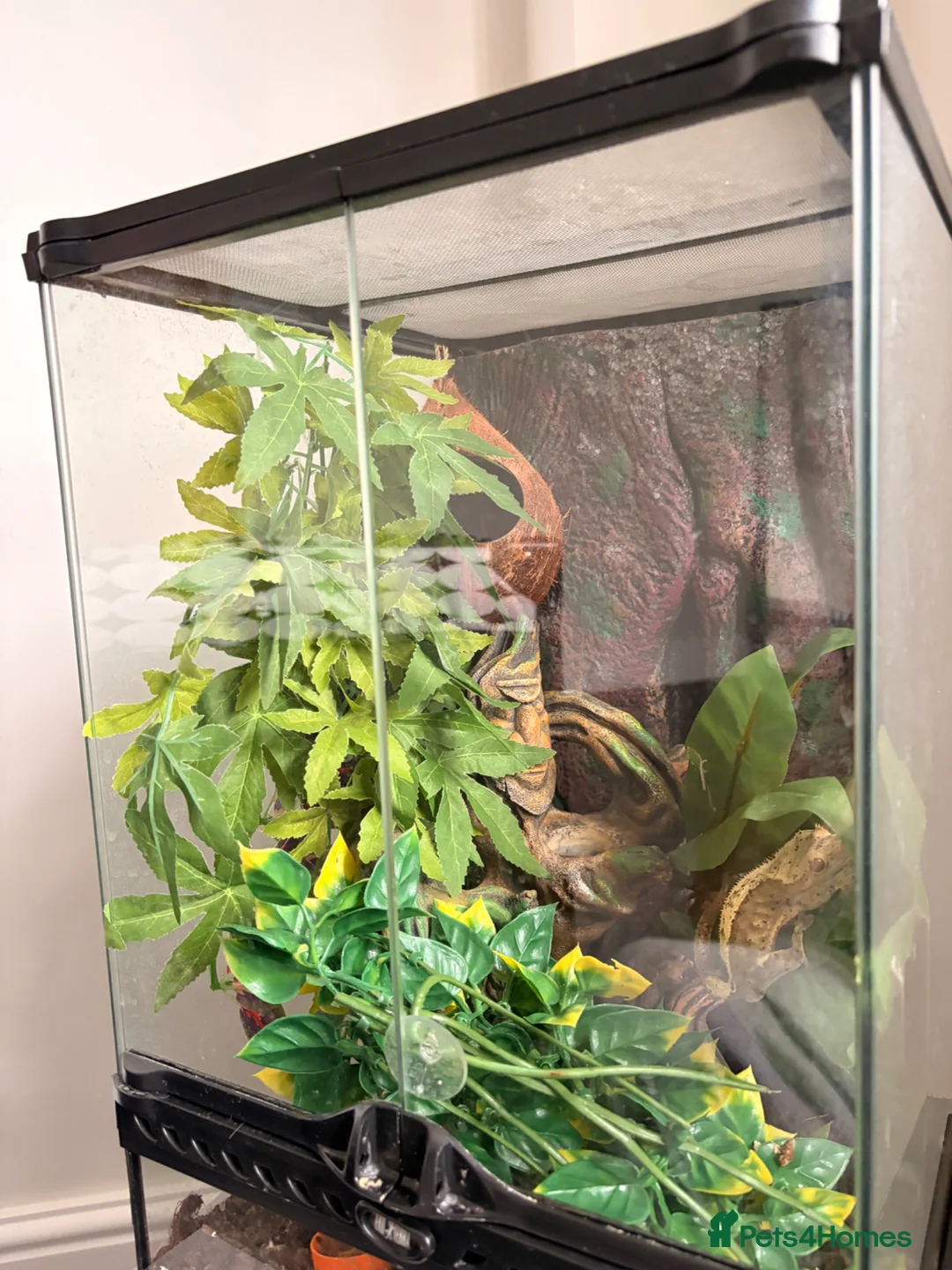 Gecko reptiles for sale: Crested Gecko and Full Exo Terra set up in Rochford - Advert 2