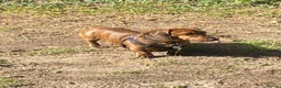 Dachshund dogs for stud: Kc reg proven mini dashound stud dog - Advert 3
