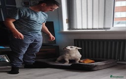 French Bulldog dogs for sale: French bulldog with blue husky coy - Advert 11