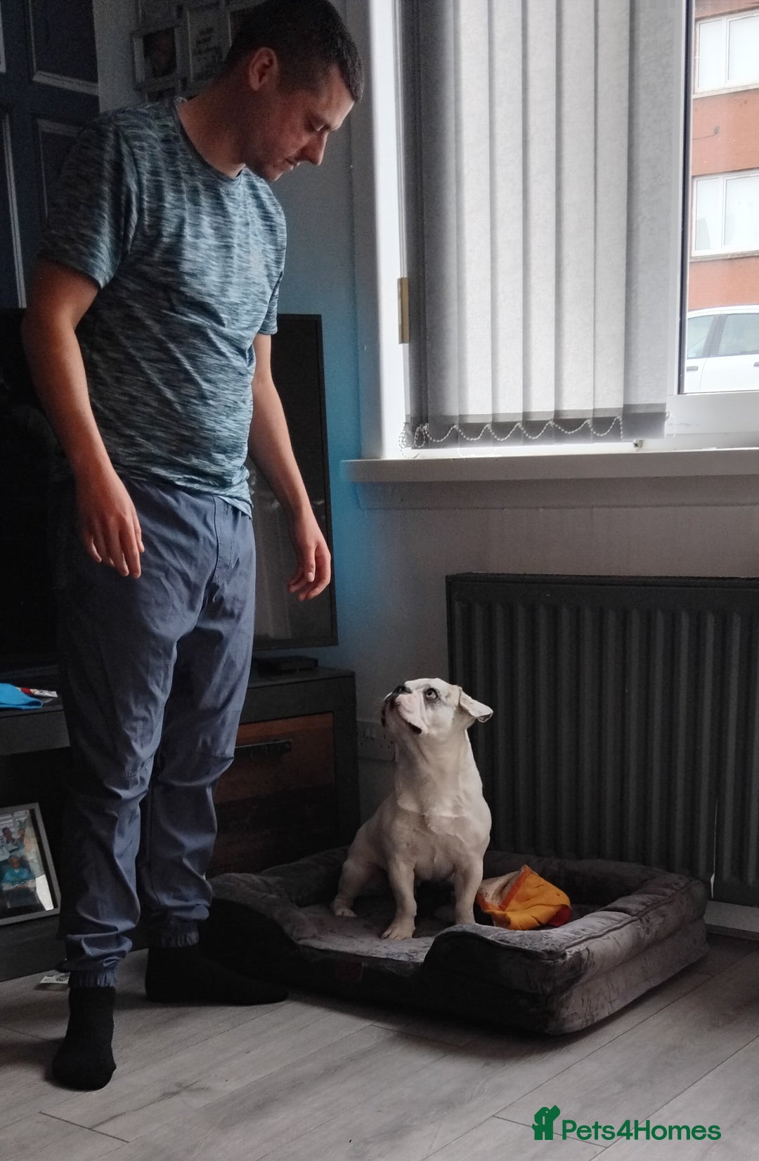 French Bulldog dogs for sale: French bulldog with blue husky coy - Advert 11