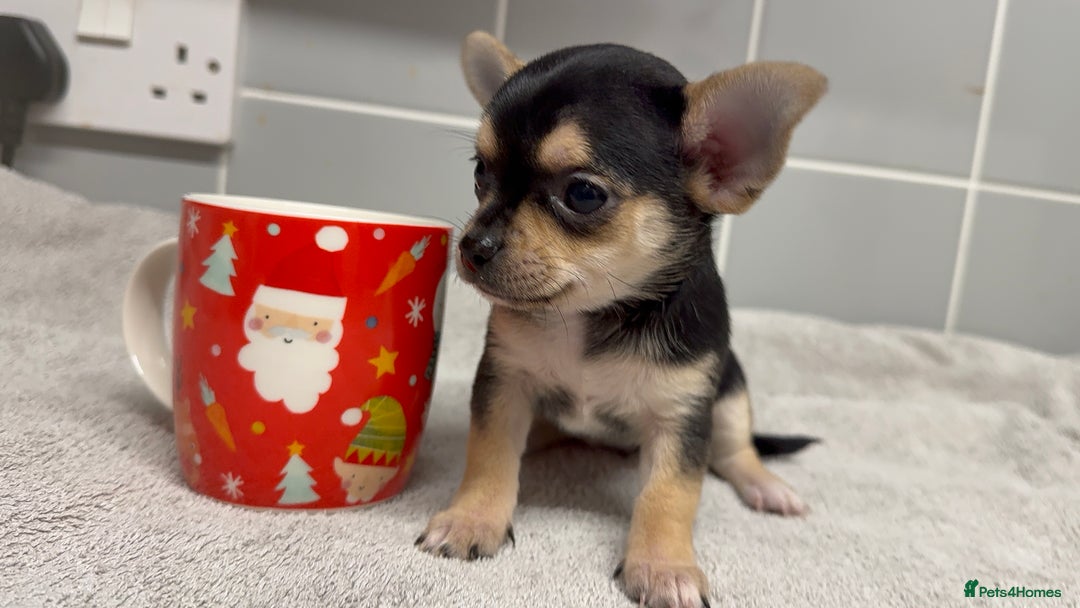Chihuahua dogs for sale: Beautiful Female Chihuahua Puppies  - Image 10