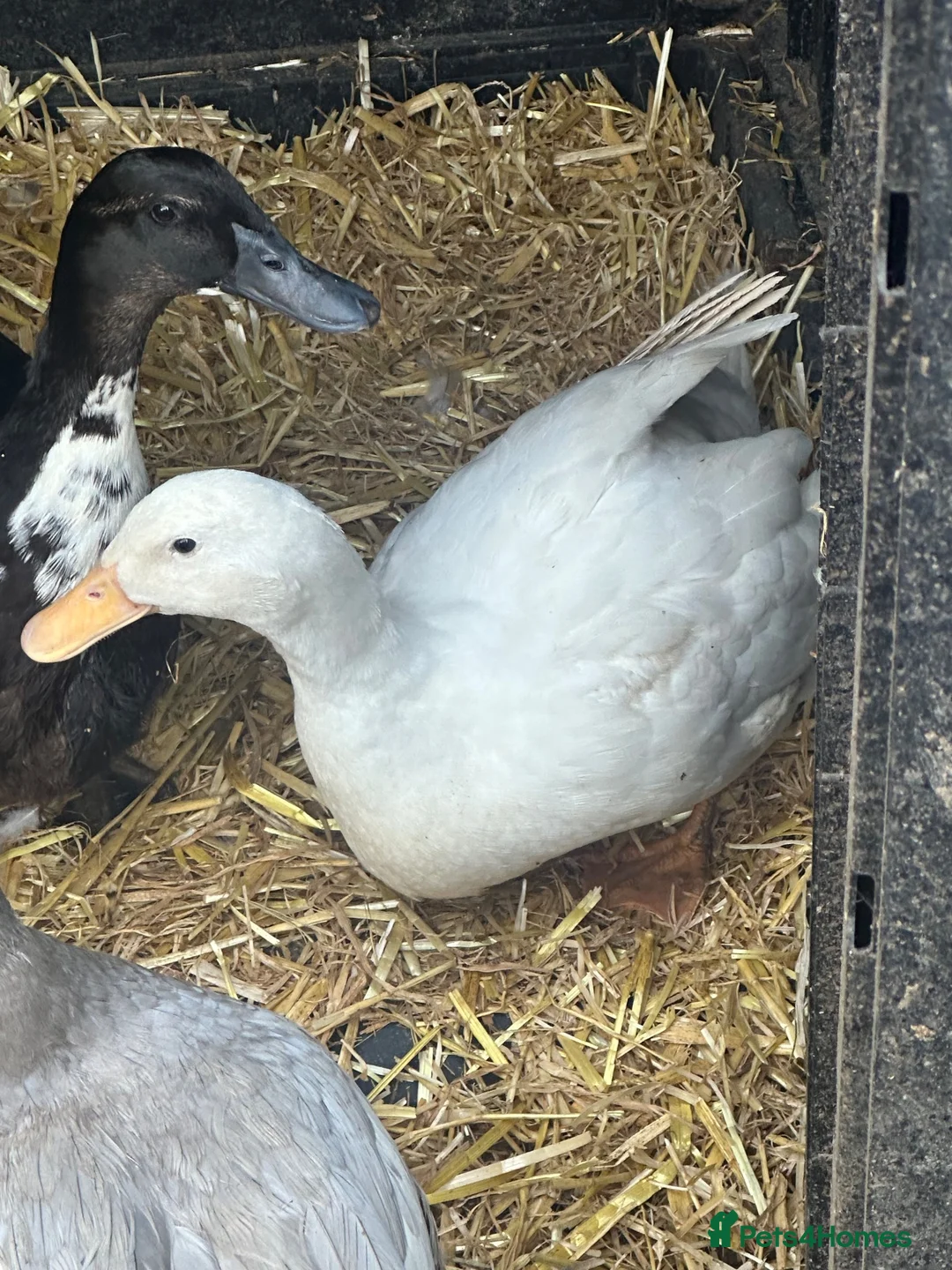 Ducks poultry for sale: Cayuga duck and Aylesbury duck females  - Advert 4