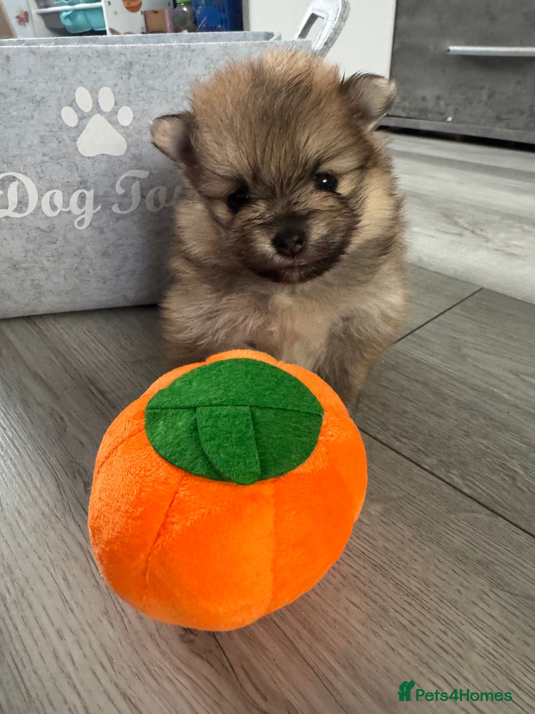 Pomeranian dogs for sale: KC registered Pomeranian puppies - Image 29