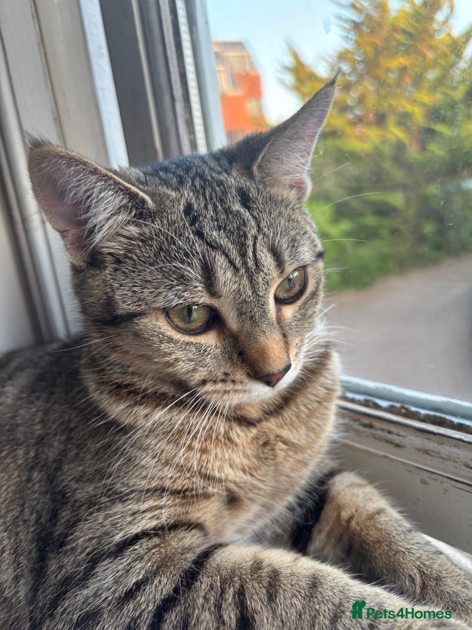 Domestic Shorthair cats     Healthy Brown Tabby Cat Looking for a New Home - Advert 1