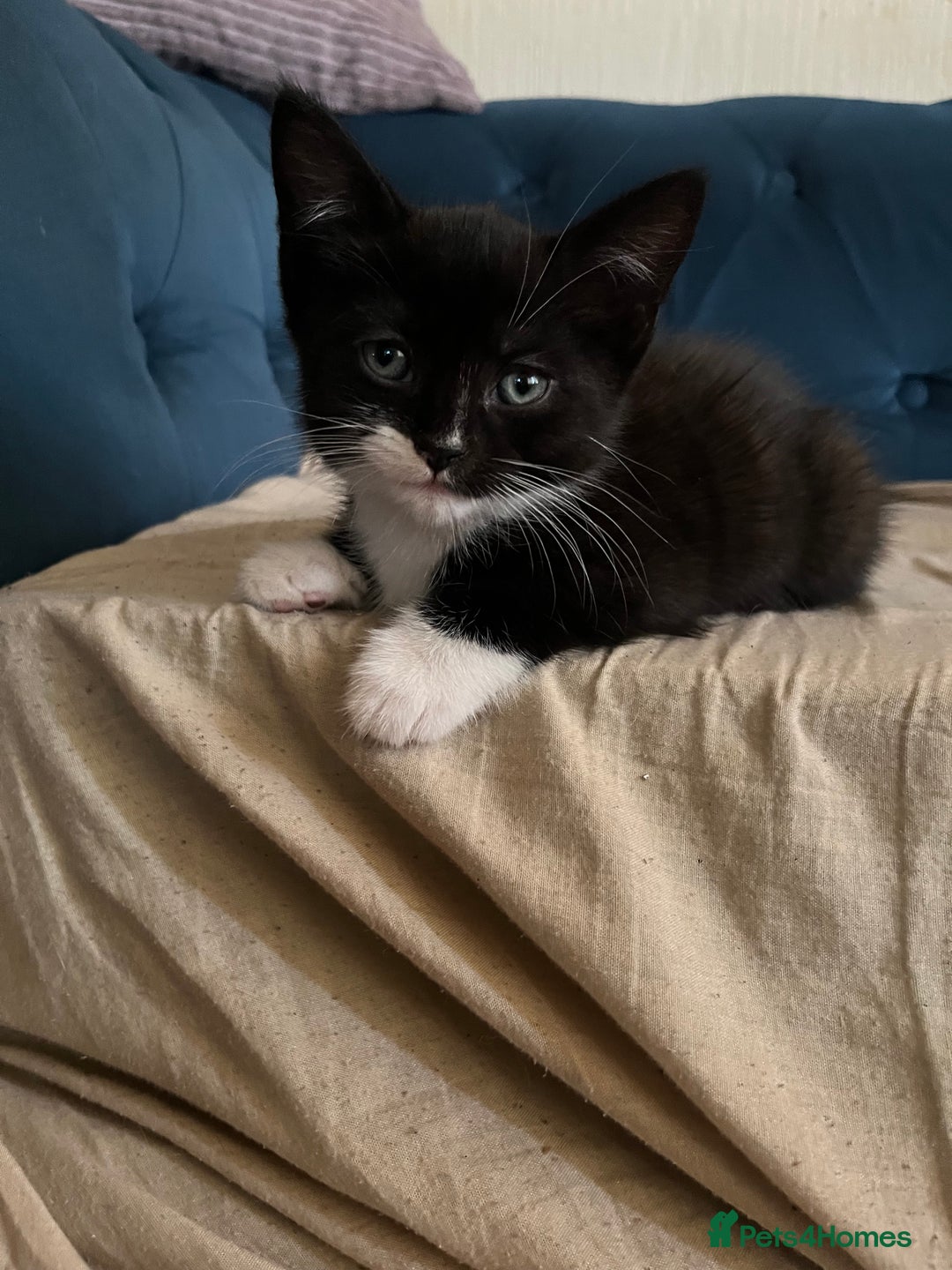 Mixed Breed cats for sale: Kittens - Image 9