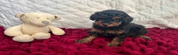Toy Poodle dogs for sale: KC registered toy poodles - Advert 25