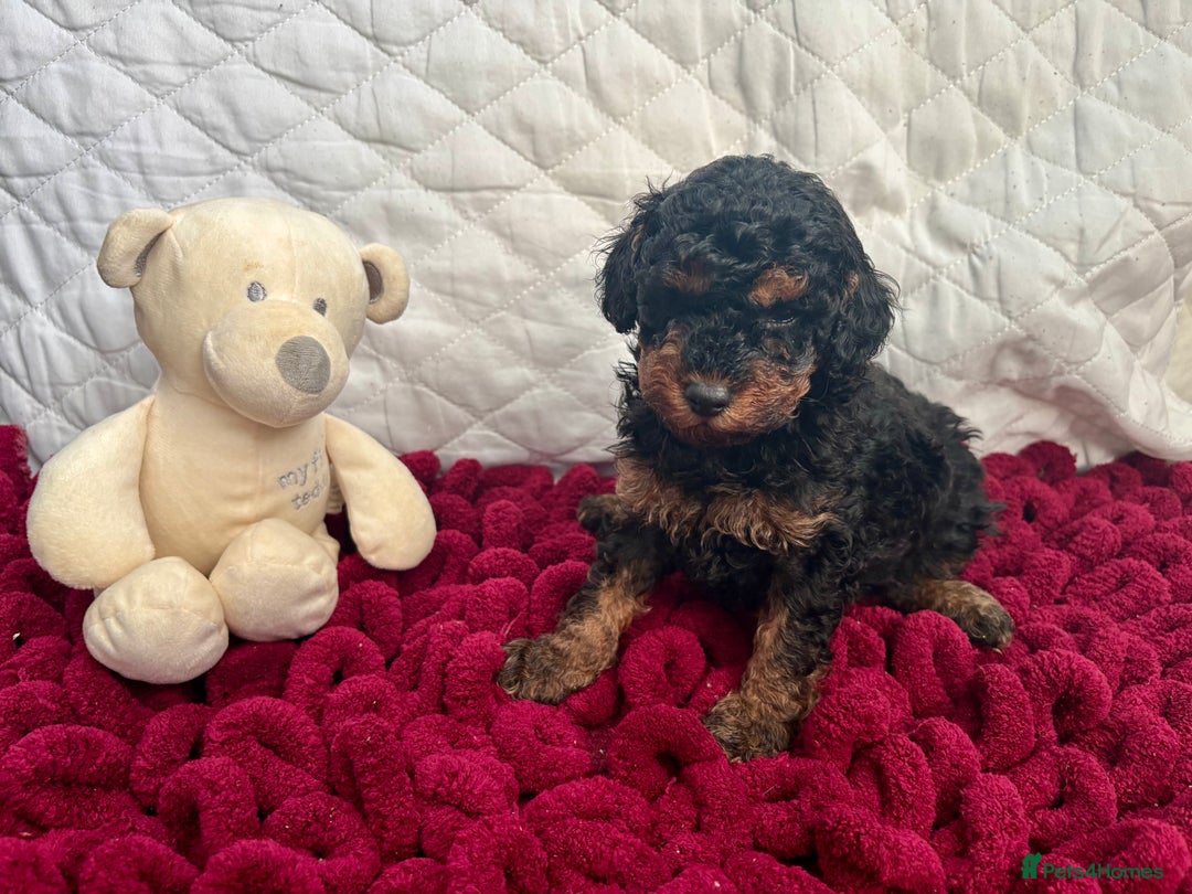 Toy Poodle dogs for sale: KC registered toy poodles - Advert 25