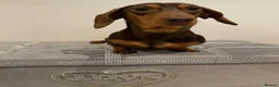 Miniature Dachshund dogs for sale: Beautiful miniature Dachshuhds available  - Advert 2