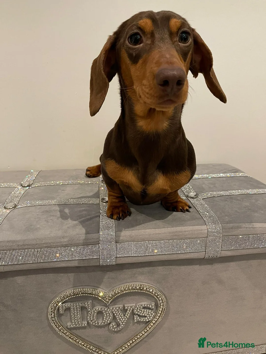 Miniature Dachshund dogs for sale: Beautiful miniature Dachshuhds available  - Advert 2