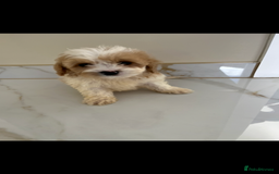 Cavapoo dogs for sale: Stunning Blenheim F1 Cavapoo’s puppies  - Image 7