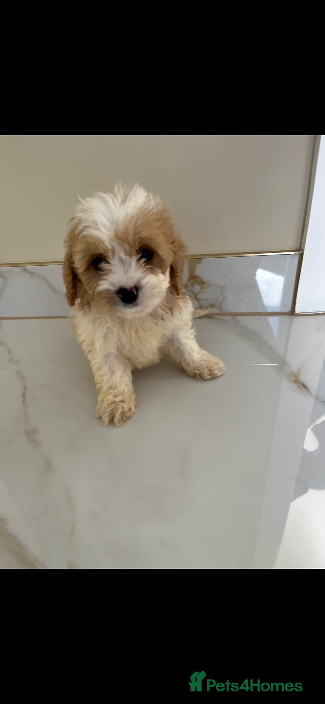 Cavapoo dogs for sale: Stunning Blenheim F1 Cavapoo’s puppies  - Image 7
