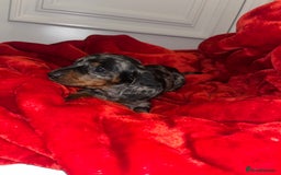 Dachshund dogs for sale: Dachshund  puppies  - Advert 14